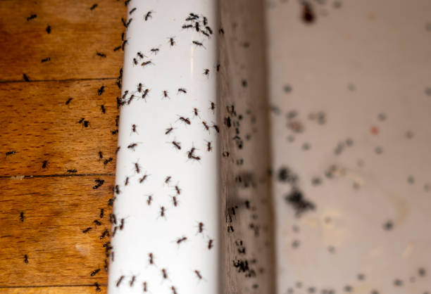 Best Flea Control Services  in Star Valley Ranch, WY