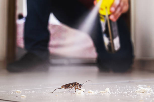Best Local Pest Control Services  in Star Valley Ranch, WY